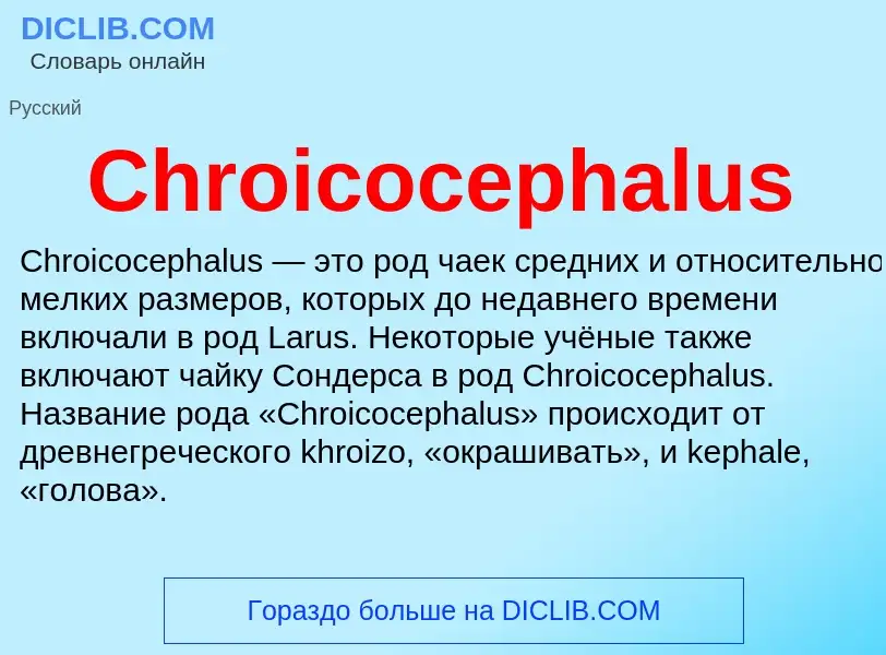 Что такое Chroicocephalus - определение