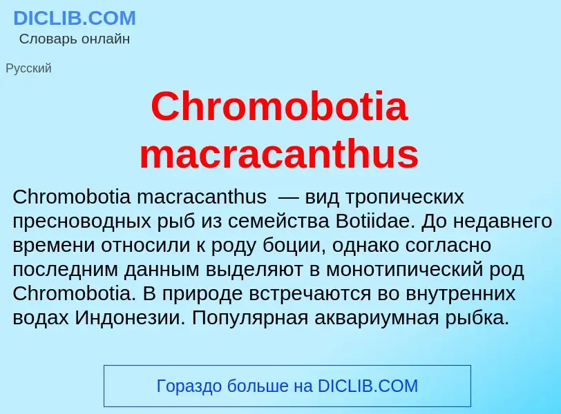 Что такое Chromobotia macracanthus - определение