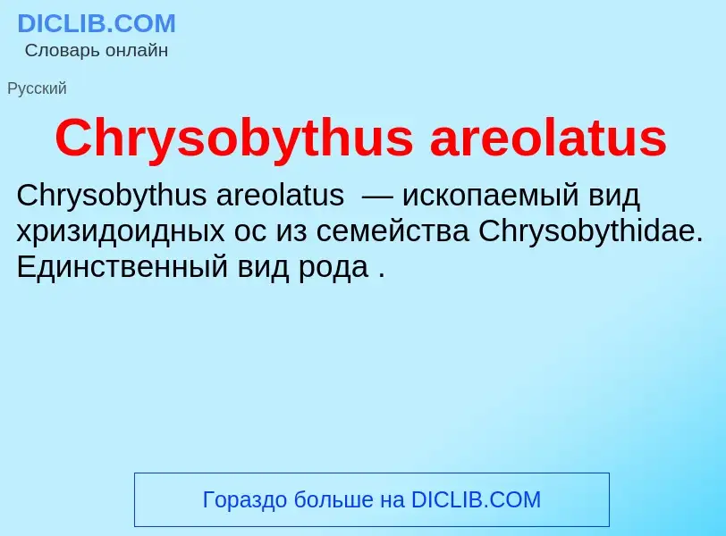 Что такое Chrysobythus areolatus - определение