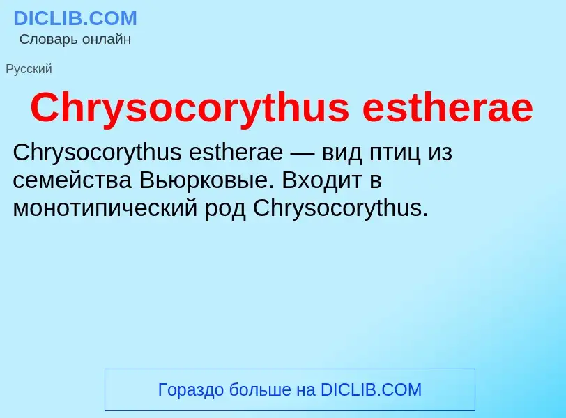 Что такое Chrysocorythus estherae - определение