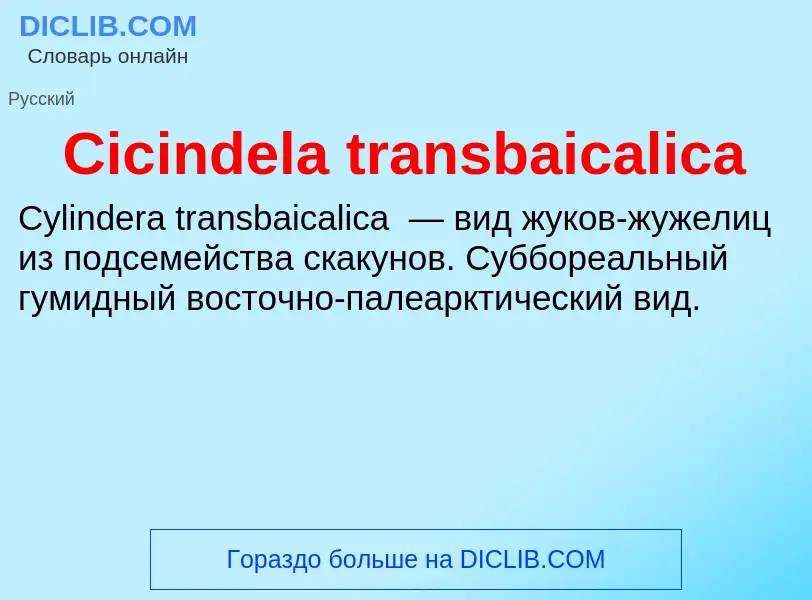 Что такое Cicindela transbaicalica - определение