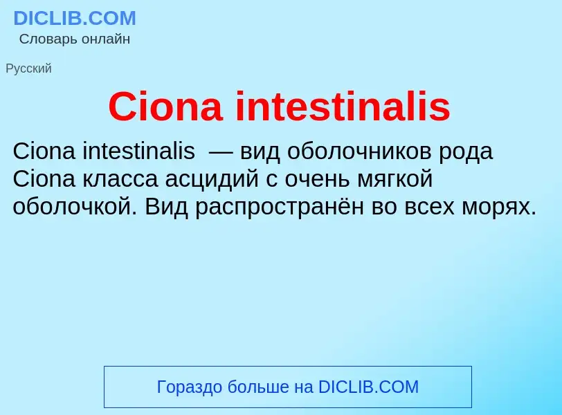 Что такое Ciona intestinalis - определение