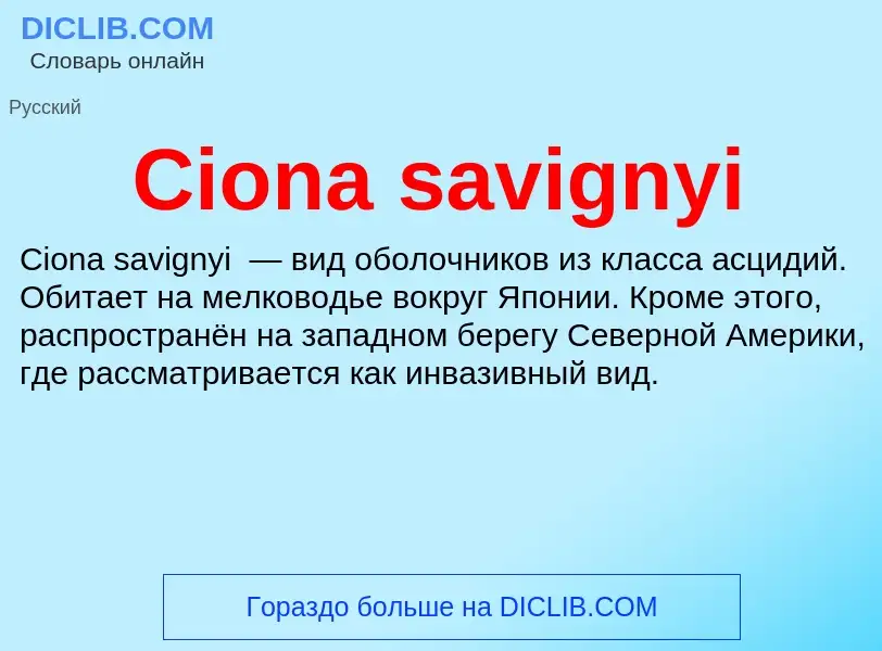 Что такое Ciona savignyi - определение