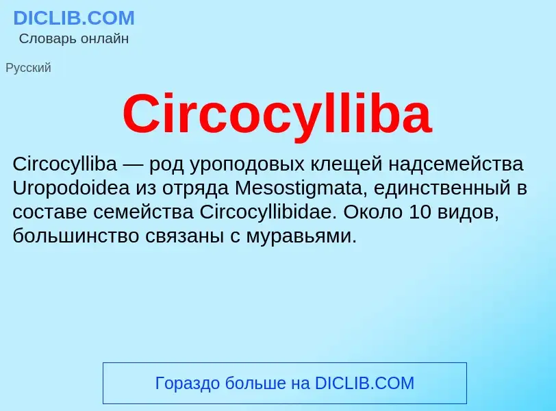 Что такое Circocylliba - определение