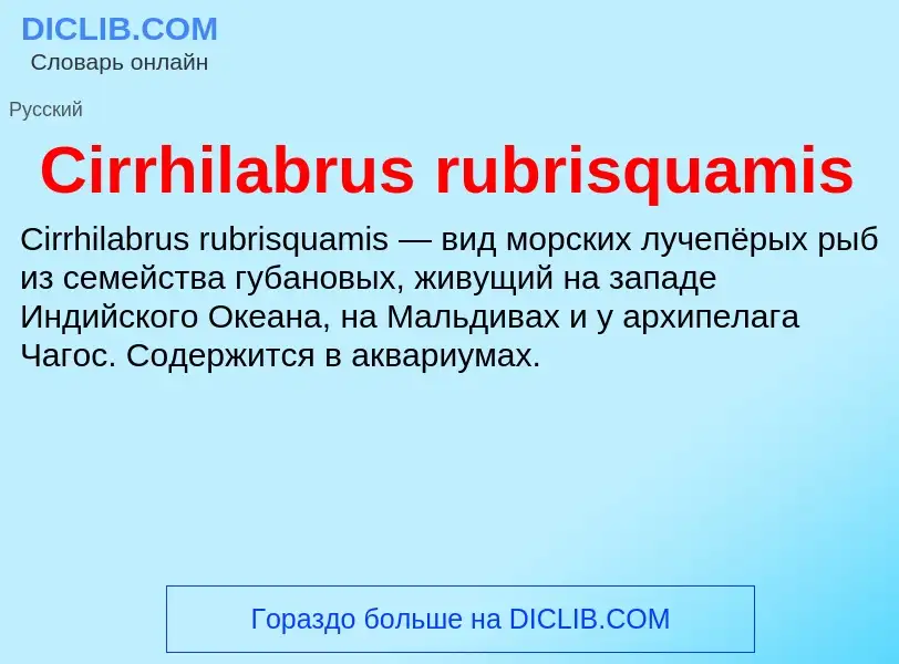 Что такое Cirrhilabrus rubrisquamis - определение