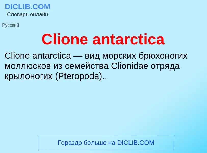 Что такое Clione antarctica - определение