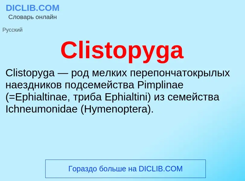 Что такое Clistopyga - определение