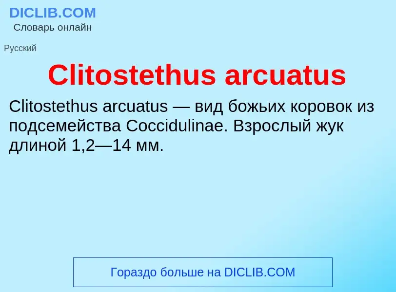 Что такое Clitostethus arcuatus - определение