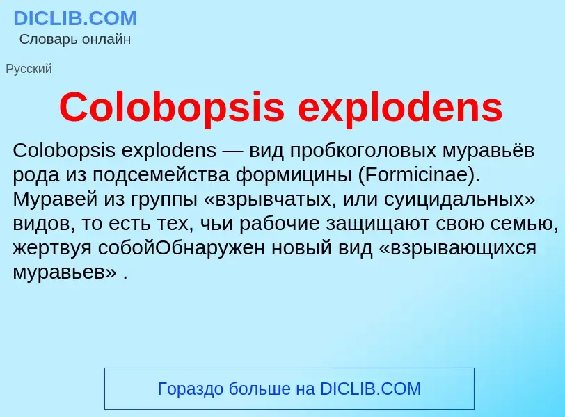 Что такое Colobopsis explodens - определение