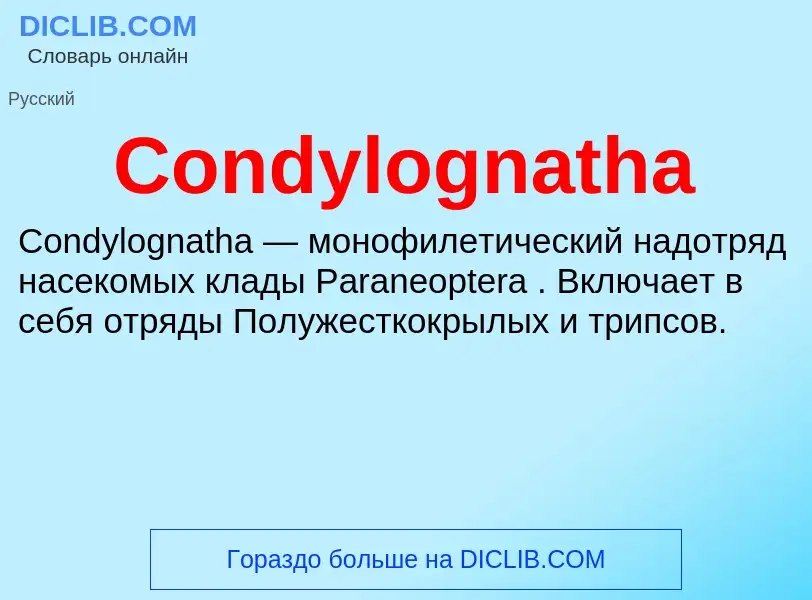 Что такое Condylognatha - определение