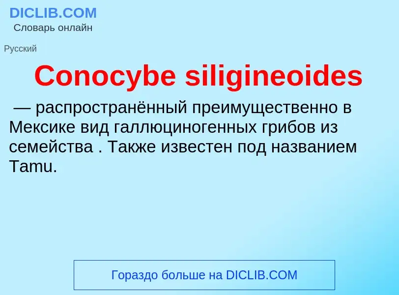 Что такое Conocybe siligineoides - определение