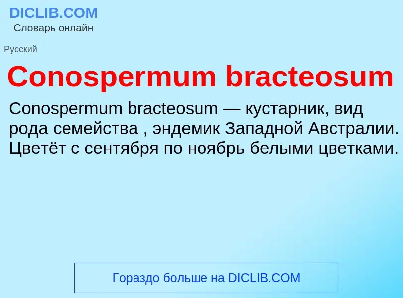 Что такое Conospermum bracteosum - определение