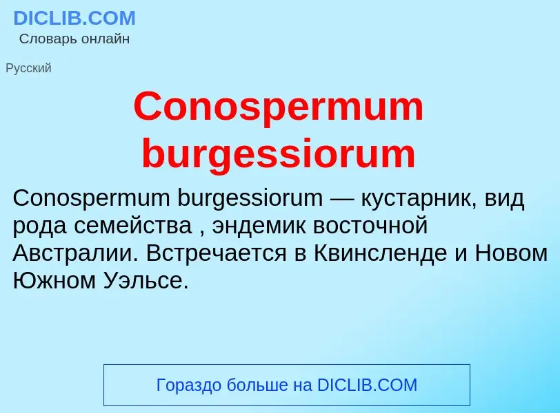 Τι είναι Conospermum burgessiorum - ορισμός