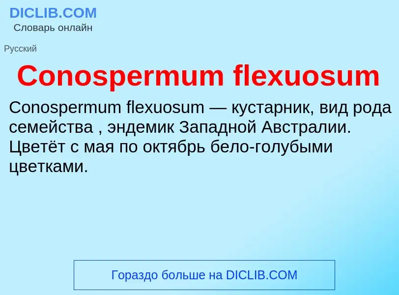 Что такое Conospermum flexuosum - определение