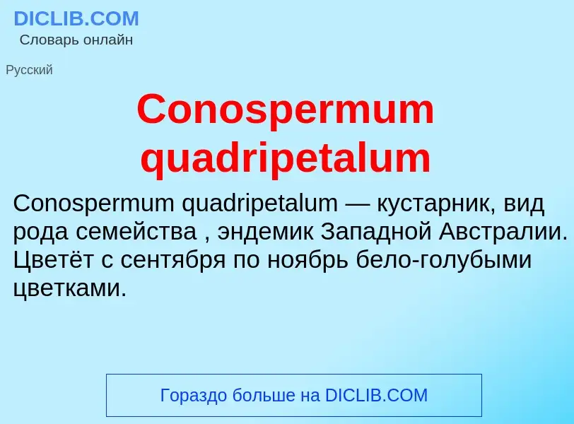 Что такое Conospermum quadripetalum - определение