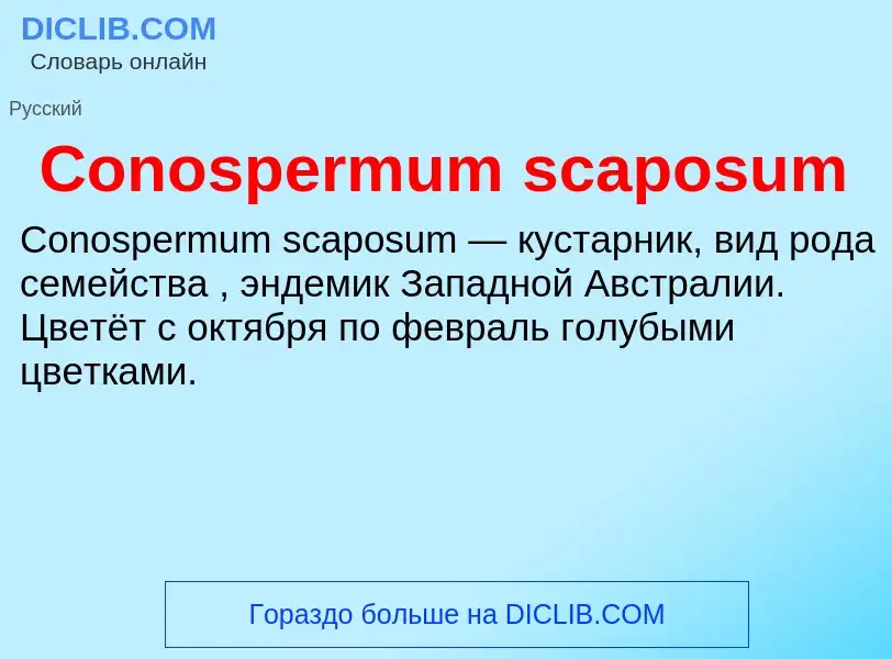 Что такое Conospermum scaposum - определение