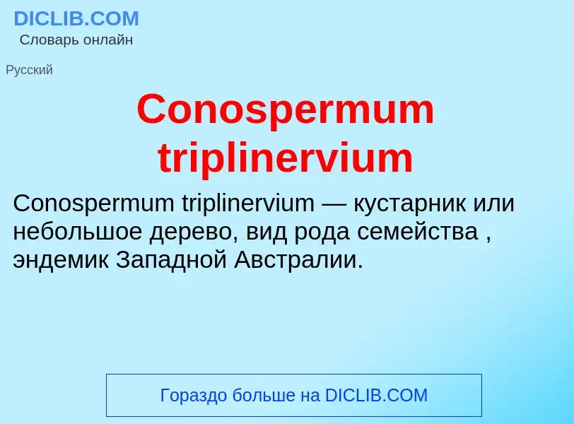 Τι είναι Conospermum triplinervium - ορισμός