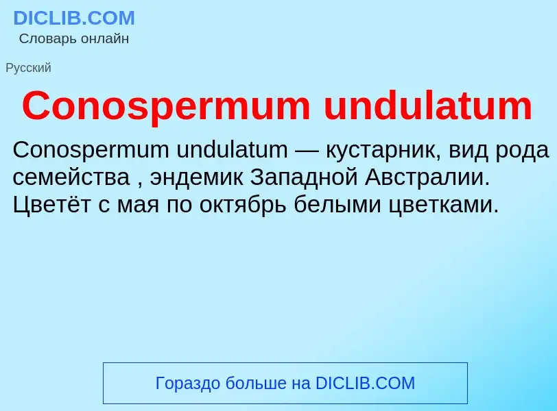 Что такое Conospermum undulatum - определение