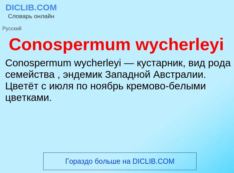 Что такое Conospermum wycherleyi - определение