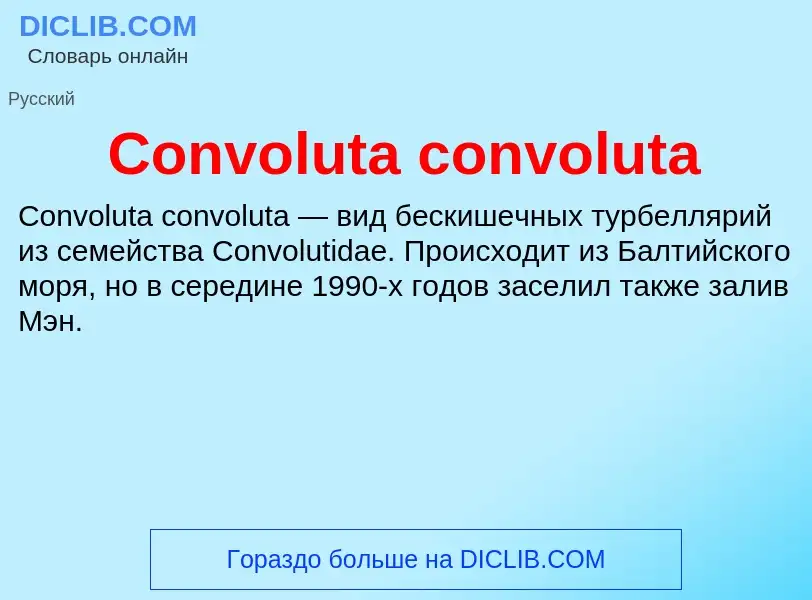 Что такое Convoluta convoluta - определение