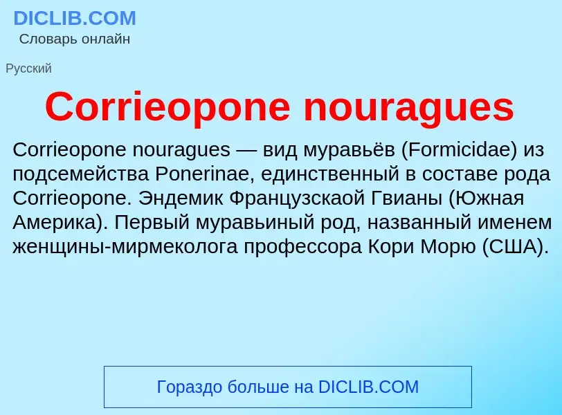 Τι είναι Corrieopone nouragues - ορισμός