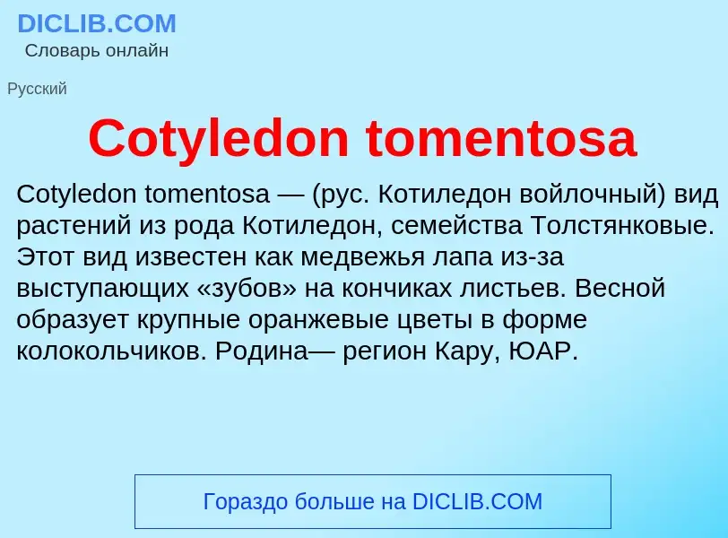 Τι είναι Cotyledon tomentosa - ορισμός