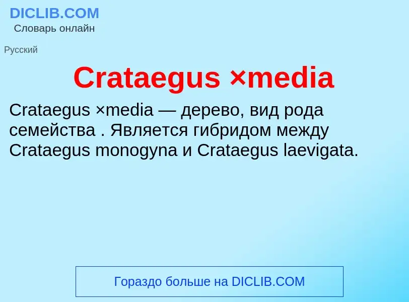 Τι είναι Crataegus ×media - ορισμός