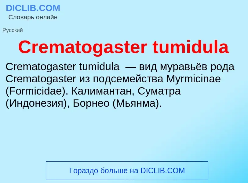 Что такое Crematogaster tumidula - определение