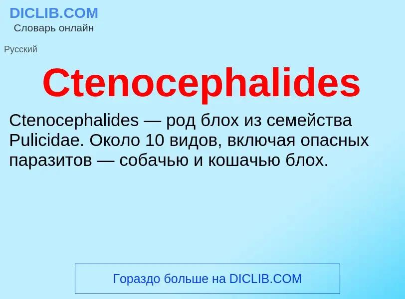 Τι είναι Ctenocephalides - ορισμός