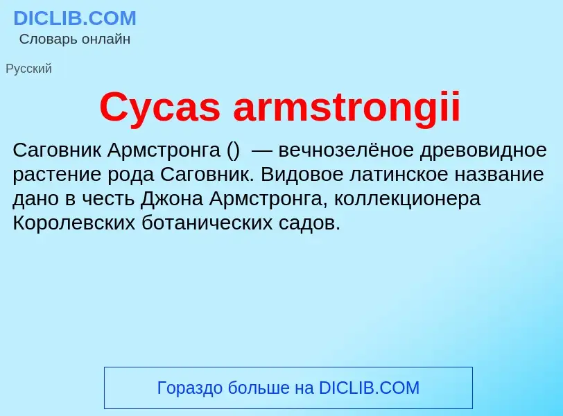 Что такое Cycas armstrongii - определение