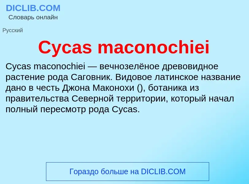 Что такое Cycas maconochiei - определение