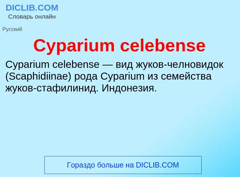 Что такое Cyparium celebense - определение