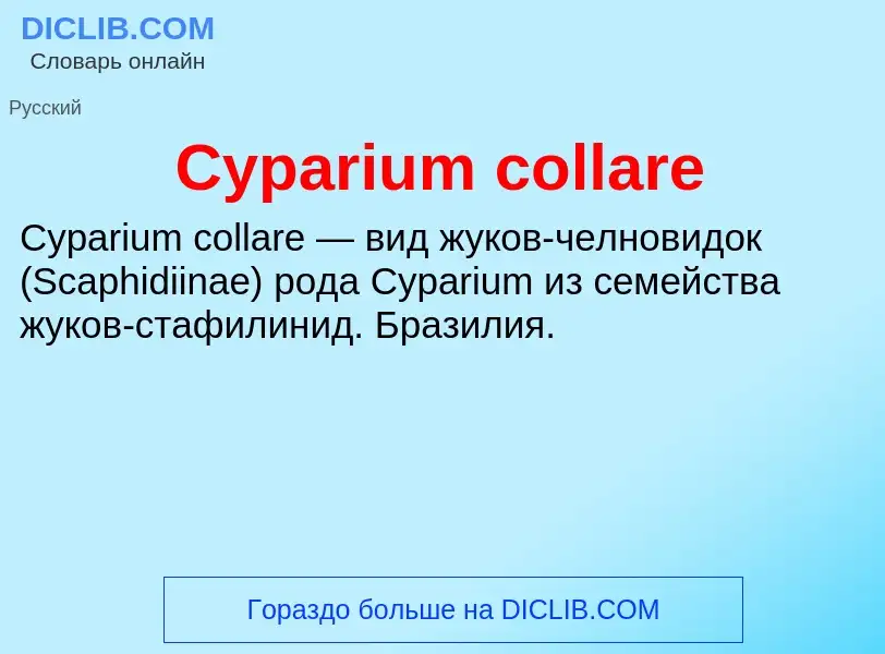 Что такое Cyparium collare - определение