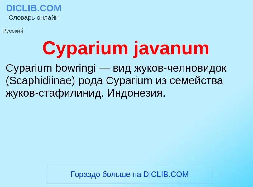 Что такое Cyparium javanum - определение