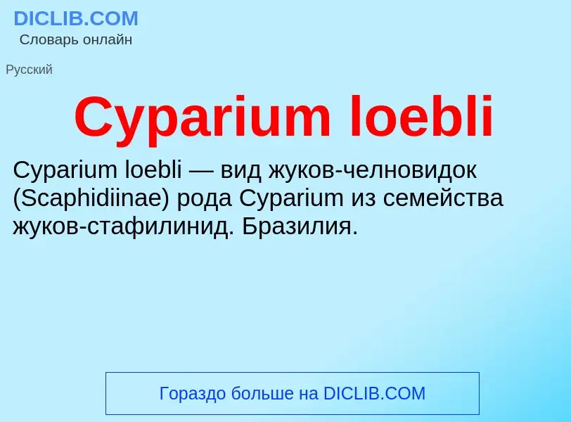 Что такое Cyparium loebli - определение