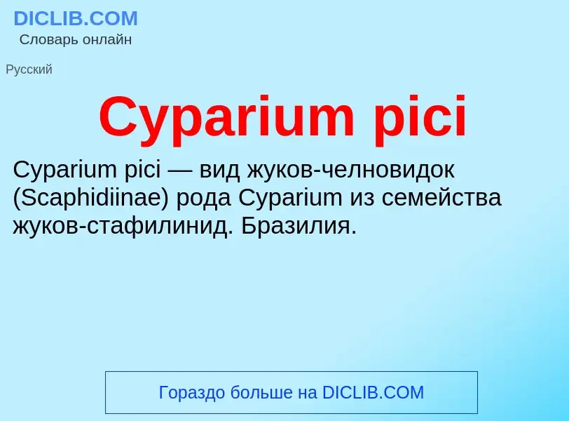 Что такое Cyparium pici - определение