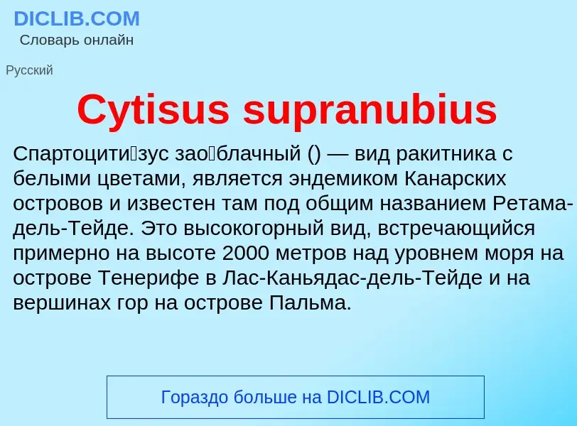 Was ist Cytisus supranubius - Definition