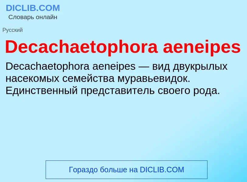 Что такое Decachaetophora aeneipes - определение