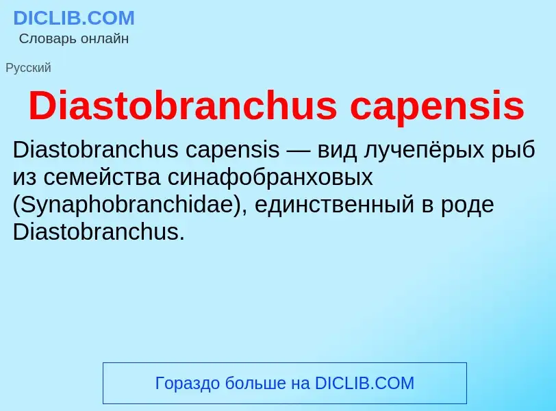 Τι είναι Diastobranchus capensis - ορισμός