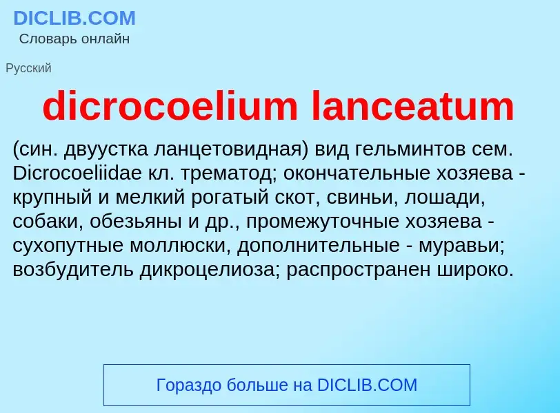 Was ist dicrocoelium lanceatum  - Definition