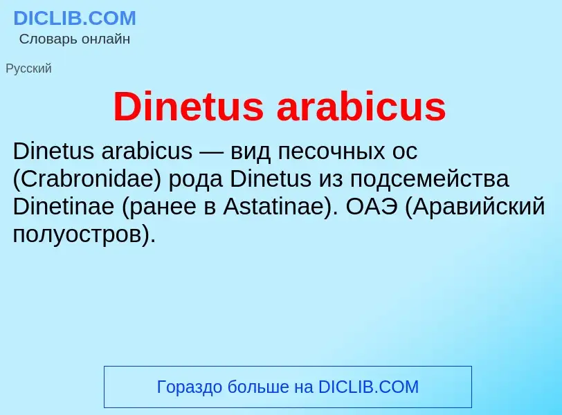 Что такое Dinetus arabicus - определение