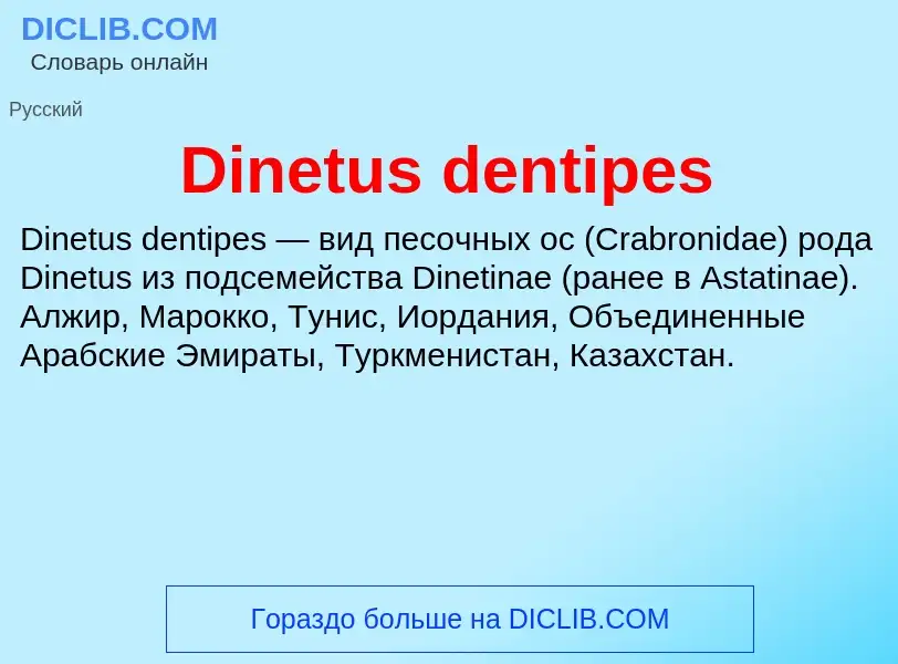 Что такое Dinetus dentipes - определение