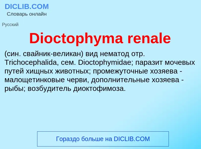 Что такое Dioctophyma renale  - определение