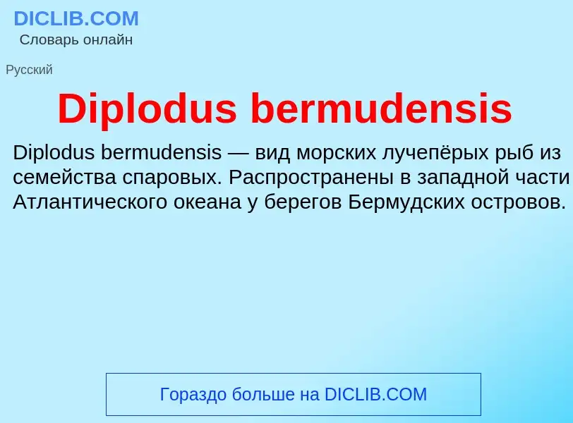 Что такое Diplodus bermudensis - определение