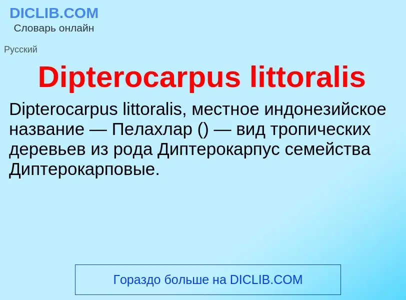 Что такое Dipterocarpus littoralis - определение