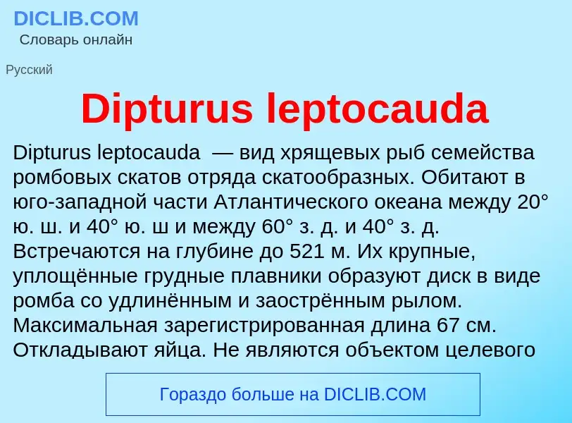 Что такое Dipturus leptocauda - определение