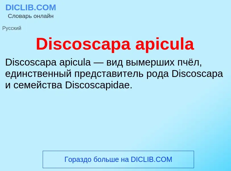 Che cos'è Discoscapa apicula - definizione