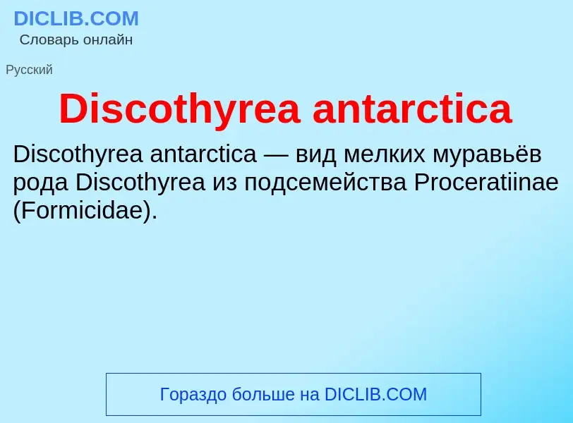 Che cos'è Discothyrea antarctica - definizione