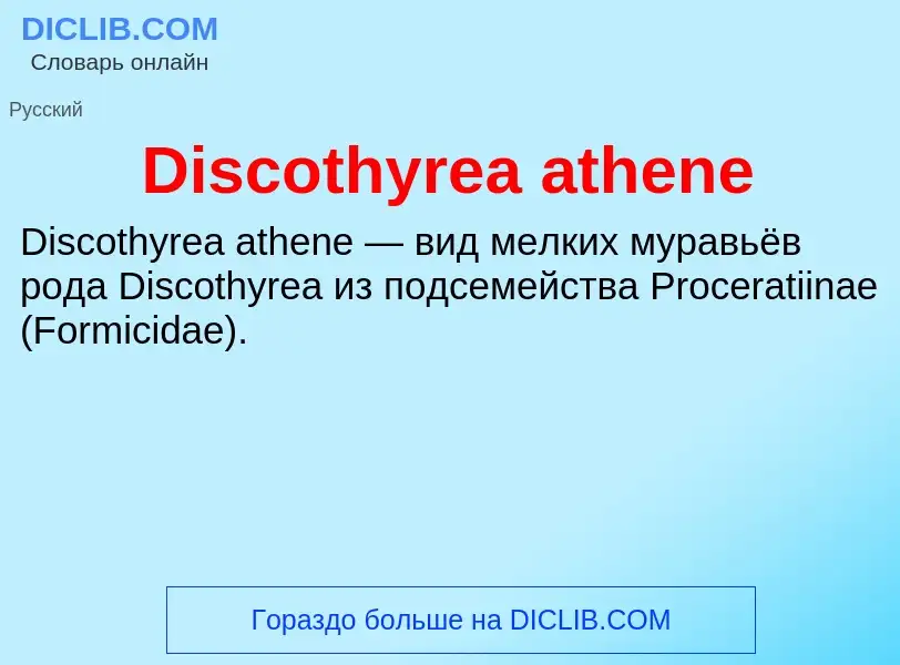 Che cos'è Discothyrea athene - definizione