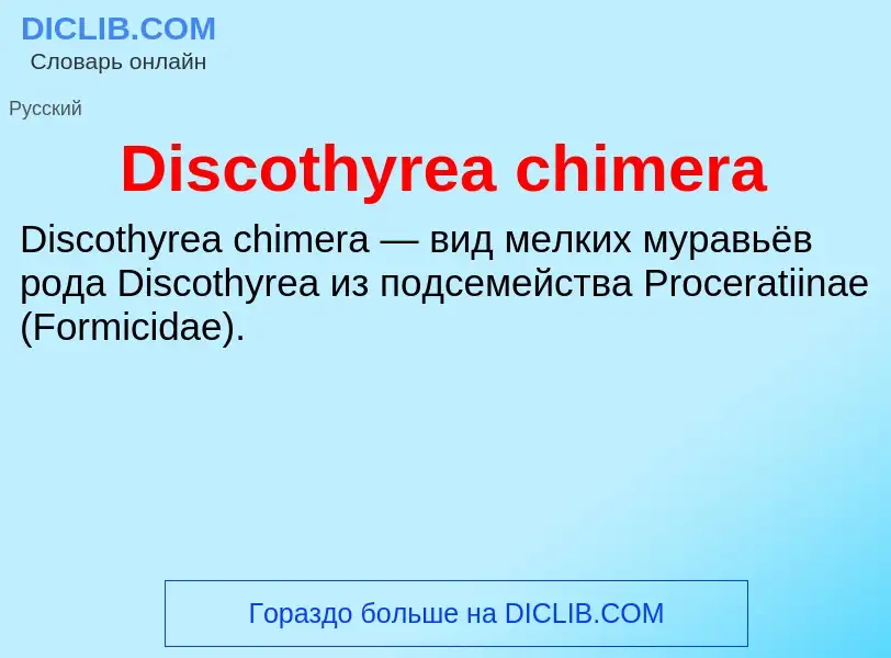 Che cos'è Discothyrea chimera - definizione